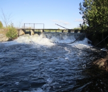dobsondam7