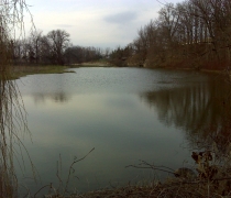 Pond area